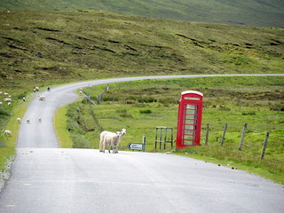 Téléphone des moutons