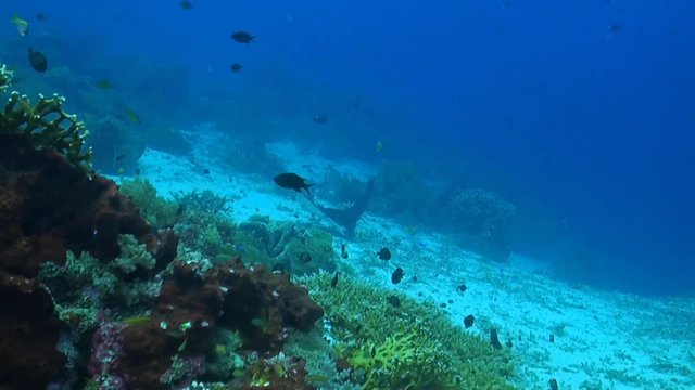 Eagle ray on a coral reef with many small fish