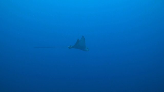 Eagle ray swimming in blue water