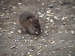 Rat