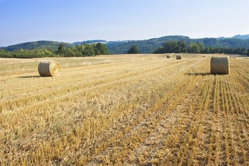 Fototapeta premium Round straw bales in harvested fields and blue sky without clouds. Beautiful countryside landscape. Dry landscape in the Czech Republic. Field in the morning sun. 