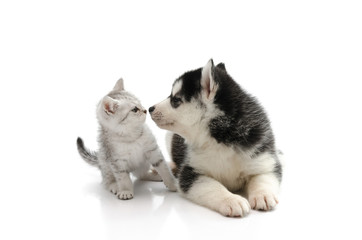 Cute puppy kissing cute tabby kitten on white background