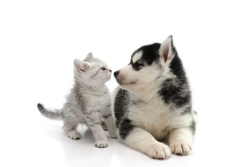 Fototapeta premium Cute puppy kissing cute tabby kitten on white background