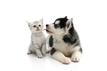 Cute puppy kissing cute tabby kitten on white background