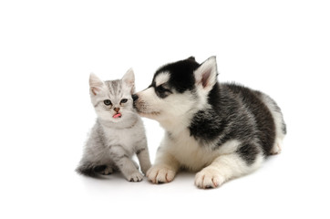Cute puppy kissing cute tabby kitten on white background