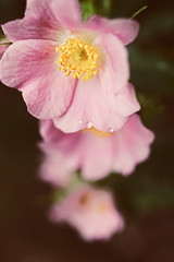 Pink flowers of a wild rose