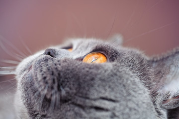 Portrait of British gray cat