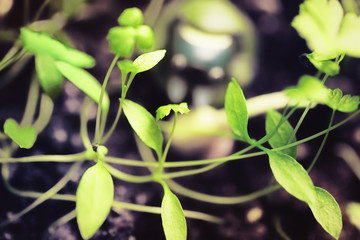 Obraz na płótnie Canvas Sprouts of green plants