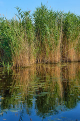 Schilf (Phragmites australis) am Neusiedlersee