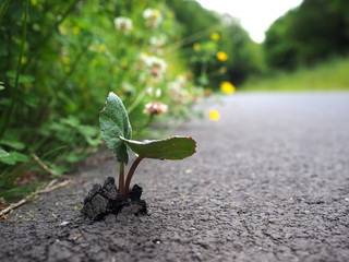 Planze wächst durch Asphalt