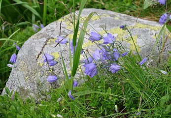 Detailed view of a blooming flower in the mountains
