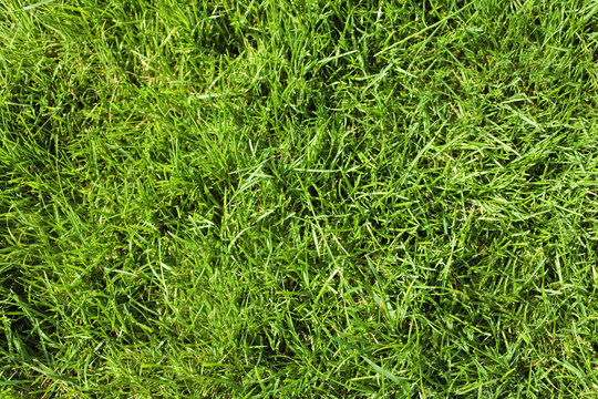 Lawn with green grass