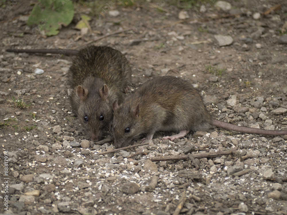 Poster Rats