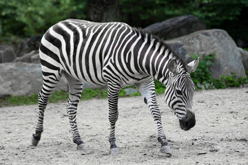 Fototapeta na wymiar Zebra.
