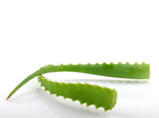 Naklejka premium aloe vera