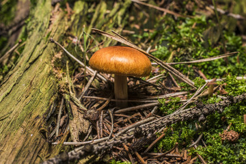 Mushroom