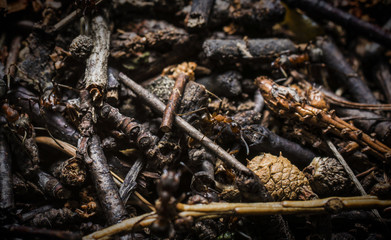 Ant