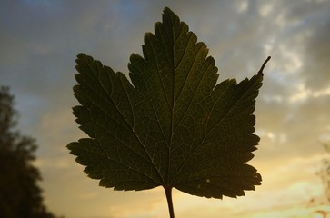 leaf of black currant.