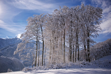 Winter landscape