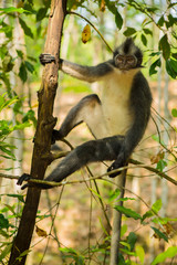 Affe im Naturschutzpark Bukit Lawang Indonesien