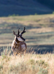Pronghorn Antelope