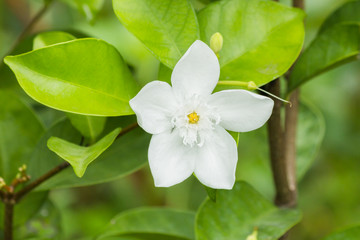 white Flower background