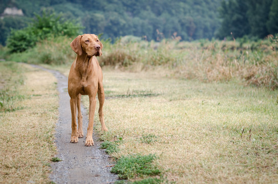 Vizsla