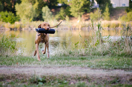 Vizsla in the water