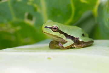 Green frog
