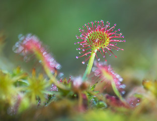 Common Sundew