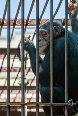 Chimpanzee in the cage
