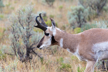 Pronghorn Antelope