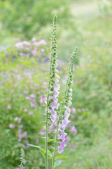 Two Foxglove plants