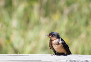 Baby Barn Swallow