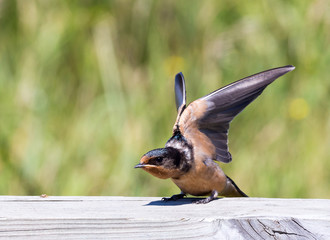 Baby Barn Swallow