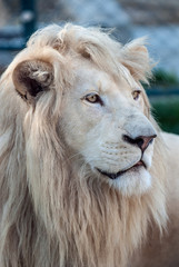 White lion portrait 02
