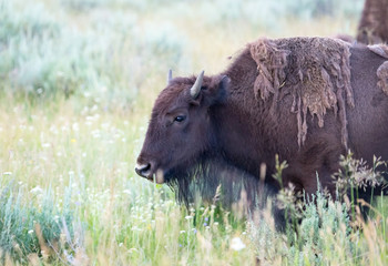 Fototapeta premium Bison Calf