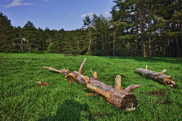 Fototapeta na wymiar Green Forest Landscape in Rhodopes Mountain, Bulgaria