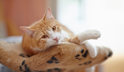 The red striped cat with red eyes