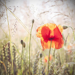 Panele Szklane Podświetlane  Dzika łąka z kwiatami maku, selektywne focus.