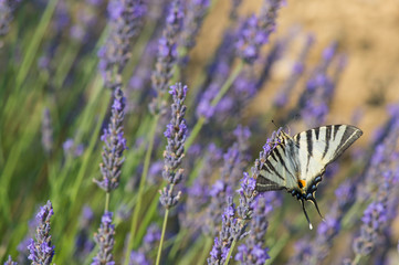 Old World swallowtail butterfly on Lavender