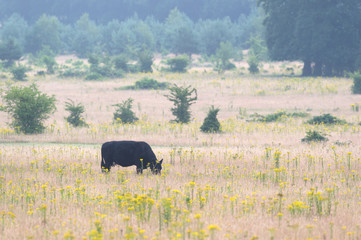 Grazing galloway cow