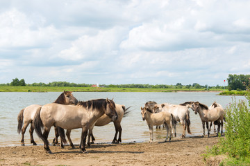 Dutch river landscape with horses