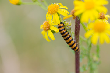 Yellow and black caterpillar
