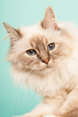 Fototapeta premium Birman cat