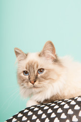 Birman cat