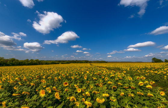 field with sunflowers where the moving clouds