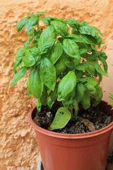 Basil in flowerpot