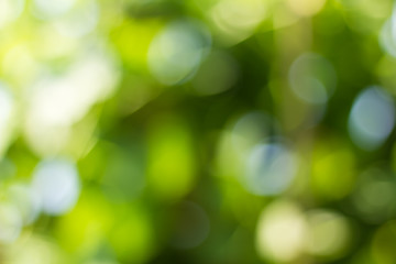 Natural green blurred and bokeh background,Abstract backgrounds.