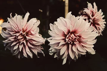 Photo sur Plexiglas Dahlia Fading flower dahlia